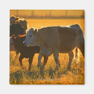 Cows at pasture 2 magnet