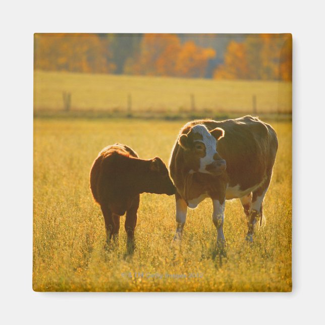 Cows at pasture magnet (Front)