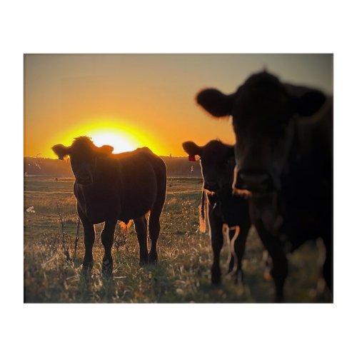 Cows at Sunset 2 Acrylic Print