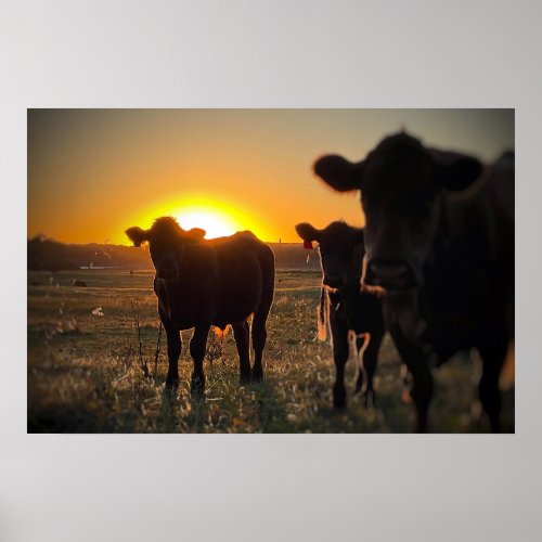 Cows at Sunset 2 Poster