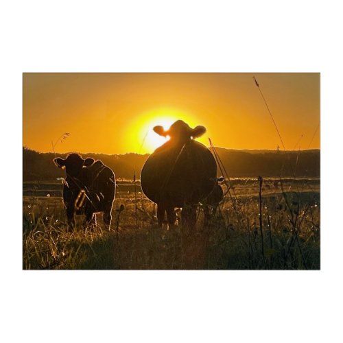 Cows at Sunset Acrylic Print