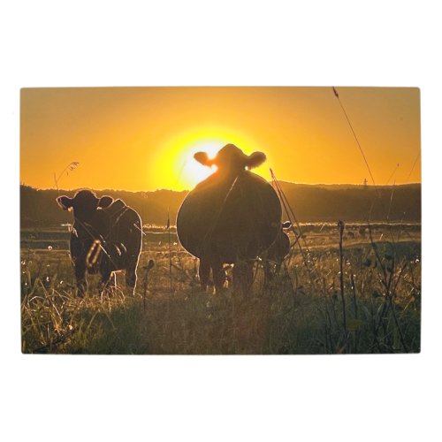 Cows at Sunset Metal Print
