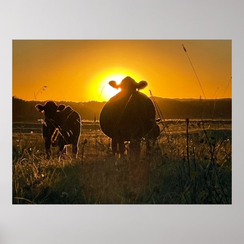 Cows at Sunset Poster