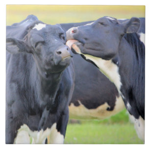 Cows best friends kisses Tile