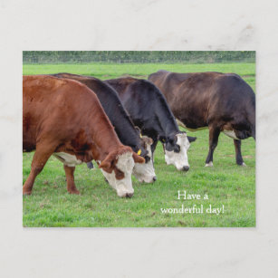 Cows blisterheads dairy farm personizable postcard