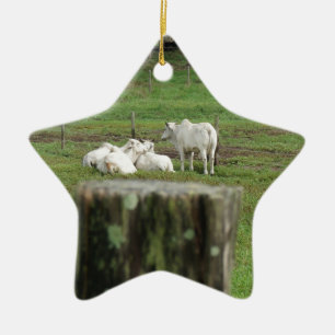 COWS BRAHMAN & FENCE POST RURAL AUSTRALIA CERAMIC ORNAMENT