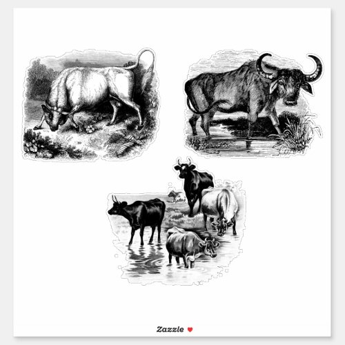 Cows Bull Water Buffalo Vintage Animal art Sticker