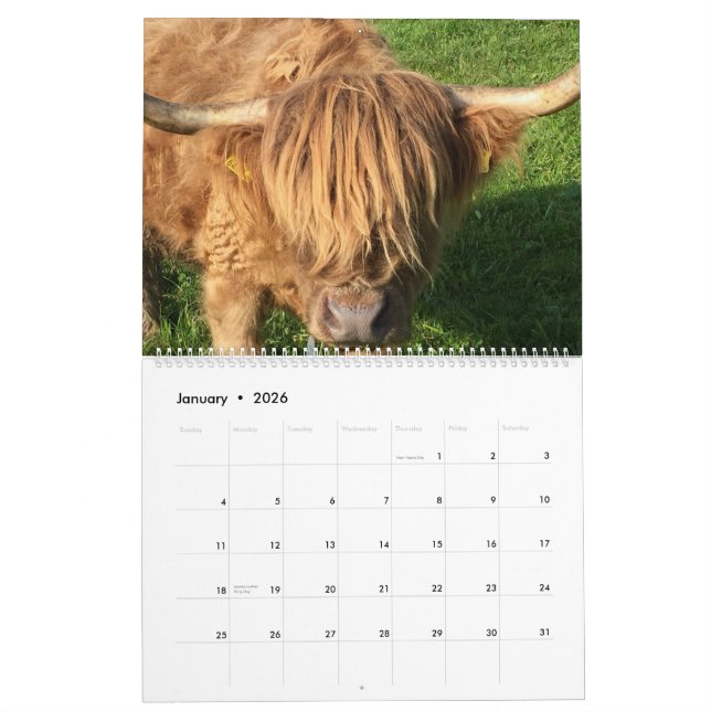 Cows Calendar (Jan 2026)