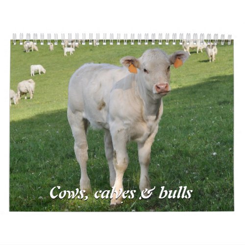 Cows calves  bulls 2016 calendar