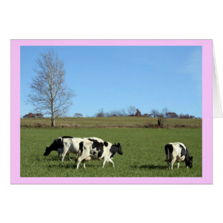 Cows Cards