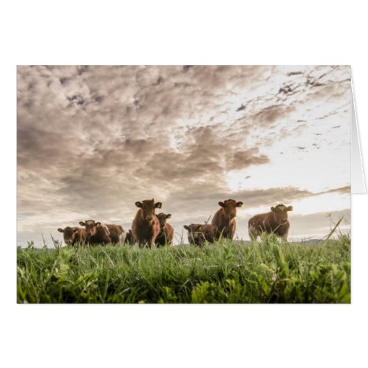 Cows Cards (Front Horizontal)