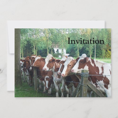 Cows Curious Invitation