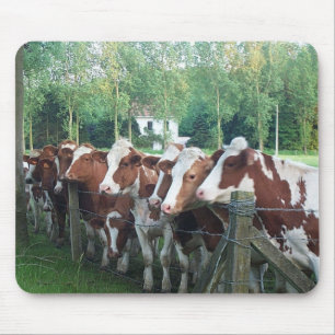 Cows Curious Mouse Pad