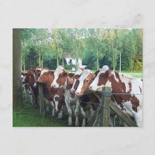 Cows Curious Postcard