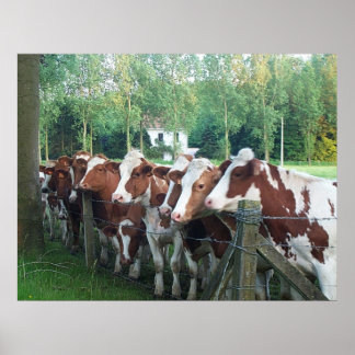Cows Curious Poster