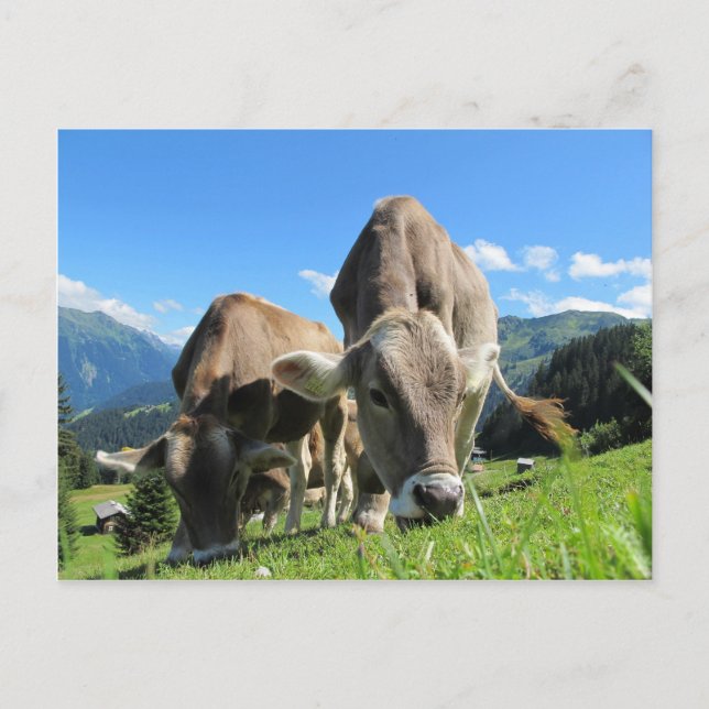 Cows eating grass postcard (Front)