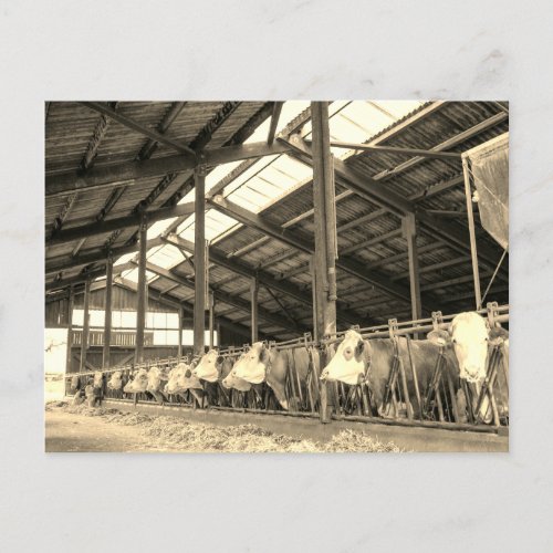 Cows eating hay in stanchions postcard