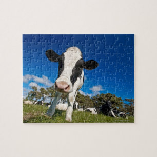 Cows feeding on pasture 2 jigsaw puzzle