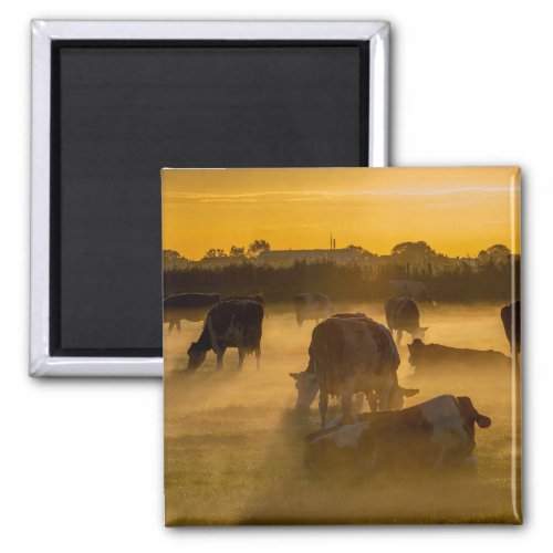 Cows fog mist photo cattle Dutch herd farm animals Magnet