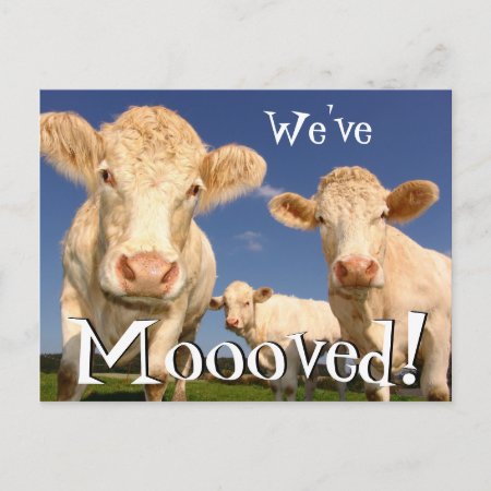 Cows Funny New Address We've Moved Announcement Postcard