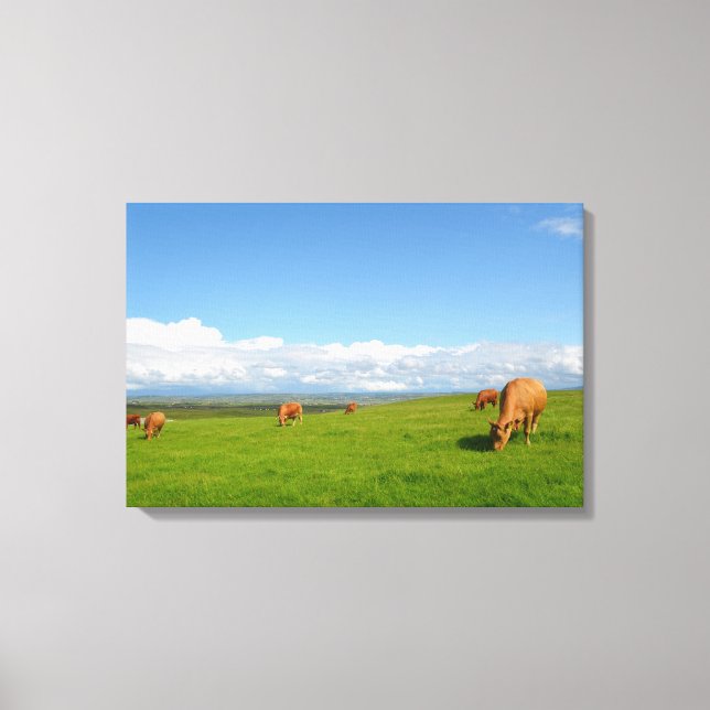 Cows grazing in a meadow in Ireland canvas print (Front)