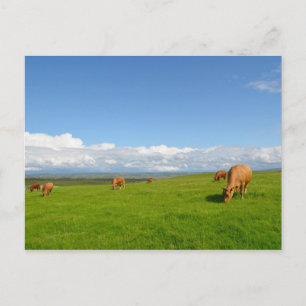 Cows grazing in a meadow in Ireland postcard