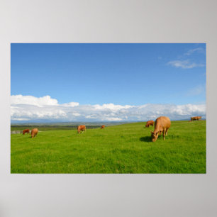 Cows grazing in a meadow in Ireland poster
