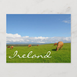 Cows grazing in a meadow in Ireland text postcard