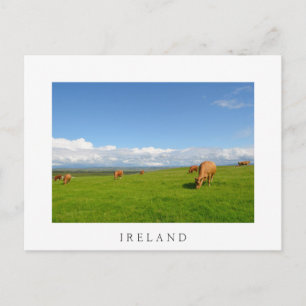 Cows grazing in a meadow in Ireland white postcard