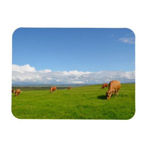 Cows grazing in a meadow Ireland rectangle magnet