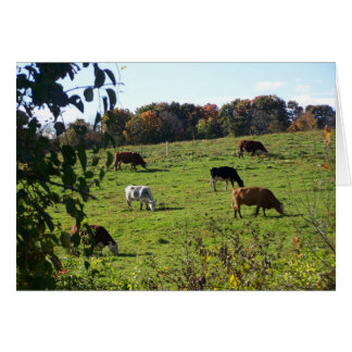 Cows Grazing in Autumn Field Cards