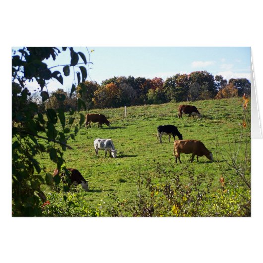 Cows Grazing in Autumn Field Cards (Front Horizontal)