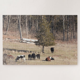 Cows Grazing on a peaceful hillside in Connecticut Jigsaw Puzzle