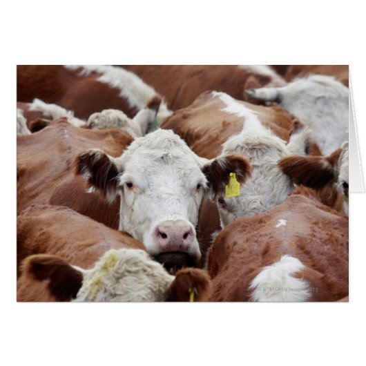 Cows in a corral cards (Front Horizontal)