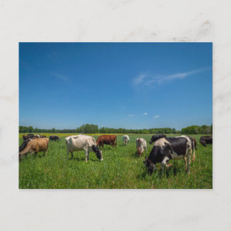 Cows in a Field Postcard