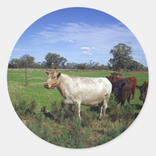 Cows In A Paddock Classic Round Sticker