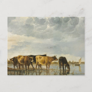 Cows in a River Aelbert Cuyp Postcard