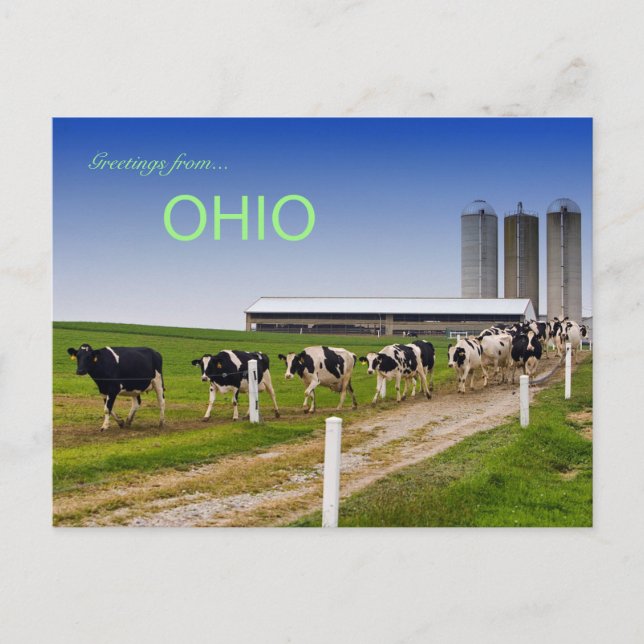 Cows in a Row Rural Ohio Postcard (Front)