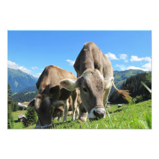 Cows in Austria Photo Print