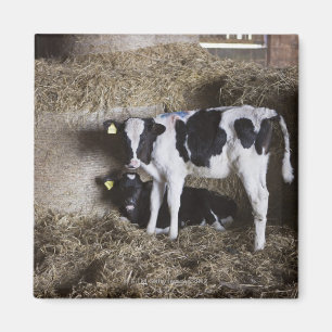 Cows in barn 3 magnet