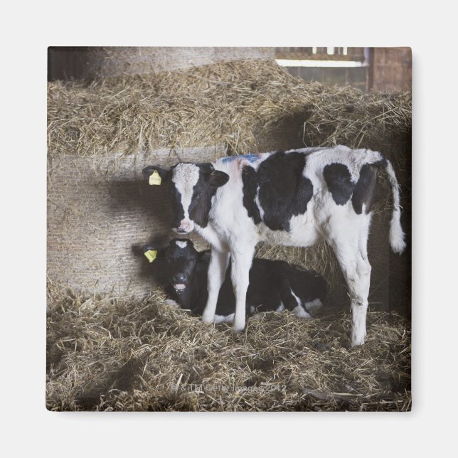 Cows in barn 3 magnet (Front)