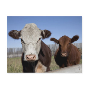 Cows in fenced area postcard