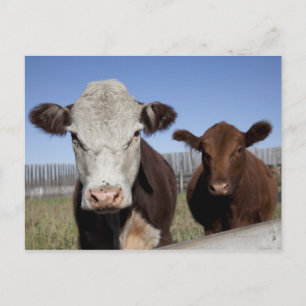 Cows in fenced area postcard