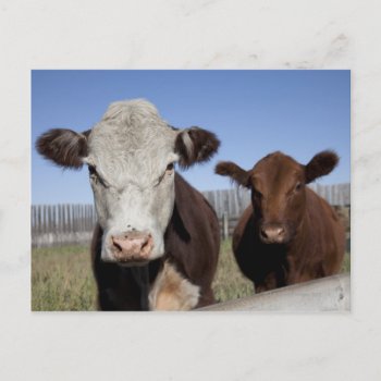 Cows In Fenced Area Postcard by prophoto at Zazzle