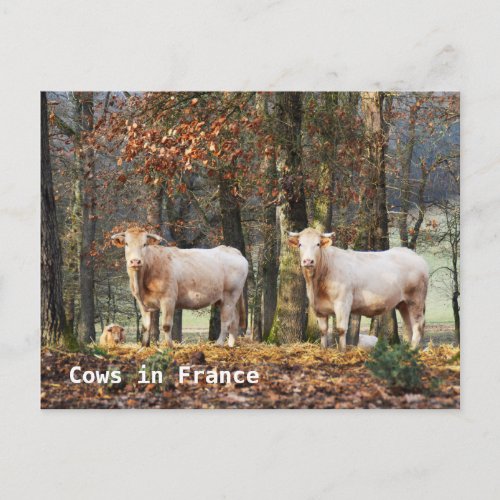 Cows in France Postcard