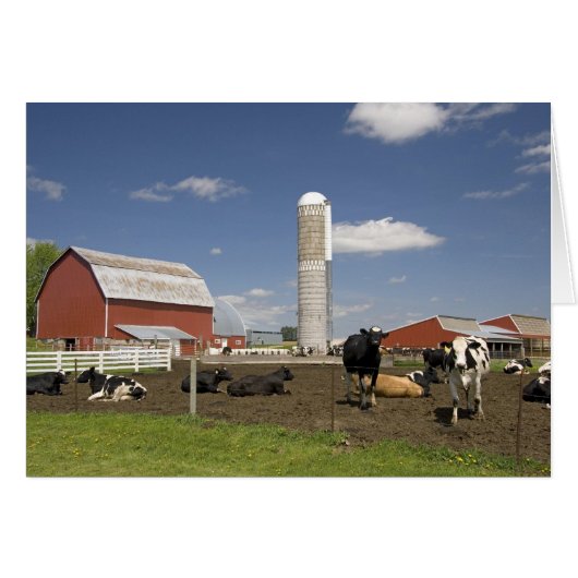 Cows in front of a red barn and silo on a farm (Front Horizontal)