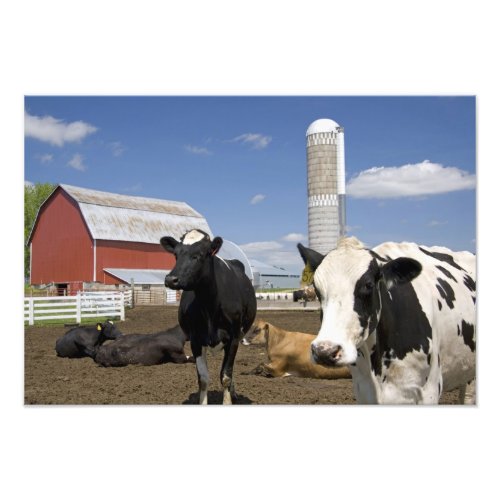 Cows in front of a red barn and silo on a farm 2 photo print