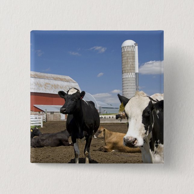 Cows in front of a red barn and silo on a farm button (Front)
