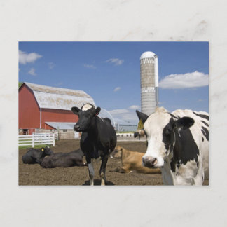 Cows in front of a red barn and silo on a farm postcard