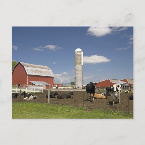 Cows in front of a red barn and silo on a farm postcard